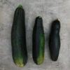 Plant Courgette Tarmino F1 Maraîcher Pot