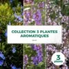 Collection 3 Plantes Aromatiques - Godet - Taille 20/40cm