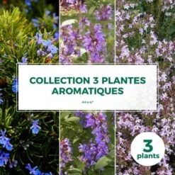 Collection 3 Plantes Aromatiques - Godet - Taille 20/40cm