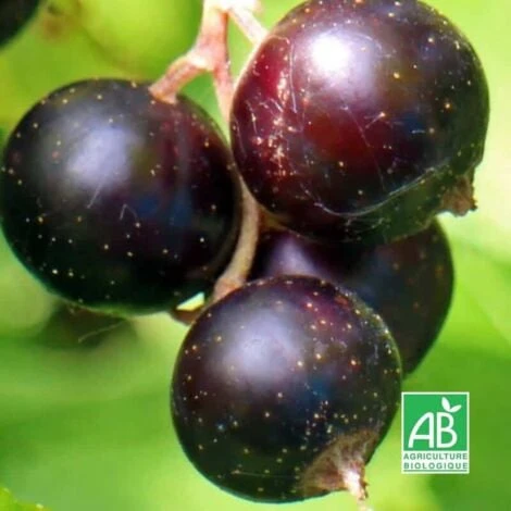 Cassissier 'Noir De Bourgogne' BIO - Godet 9cm - Taille 20/40cm 1 Cassissier 'Noir De Bourgogne' BIO - Godet 9cm - Taille 20/40cm