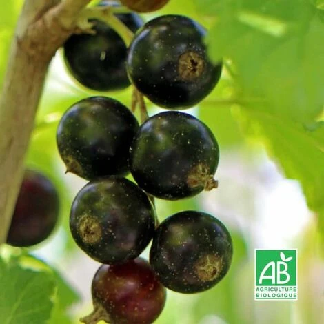 Cassissier 'Noir De Bourgogne' BIO - Godet 9cm - Taille 20/40cm 2 Cassissier 'Noir De Bourgogne' BIO - Godet 9cm - Taille 20/40cm – Image 2