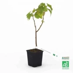 Cassissier 'Noir De Bourgogne' BIO - Godet 9cm - Taille 20/40cm 5 Cassissier 'Noir De Bourgogne' BIO - Godet 9cm - Taille 20/40cm -Bostikhost Magasin 9374572 3