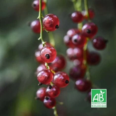 Groseillier à Grappes Rouges 'Rovada' BIO - Godet 9cm 1 Groseillier à Grappes Rouges 'Rovada' BIO - Godet 9cm