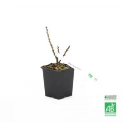 Groseillier à Grappes Rouges 'Rovada' BIO - Godet 9cm 5 Groseillier à Grappes Rouges 'Rovada' BIO - Godet 9cm -Bostikhost Magasin 9385040 3