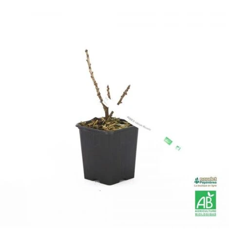 Groseillier à Grappes Rouges 'Rovada' BIO - Godet 9cm 3 Groseillier à Grappes Rouges 'Rovada' BIO - Godet 9cm – Image 3