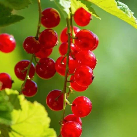 Groseillier 'London Market' - Conteneur 3L 1 Groseillier 'London Market' - Conteneur 3L