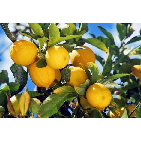 CITRON CITRUS LIMON DANS UN VASE DÉCORÉ 22CM 1 CITRON CITRUS LIMON DANS UN VASE DÉCORÉ 22CM