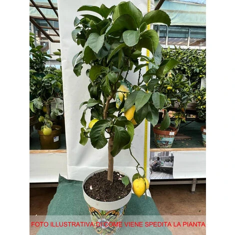 CITRON CITRUS LIMON DANS UN VASE DÉCORÉ 22CM 2 CITRON CITRUS LIMON DANS UN VASE DÉCORÉ 22CM – Image 2