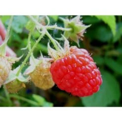 HĂRITAGE FRAMBOISE ROUGE (1 PLANTE)
