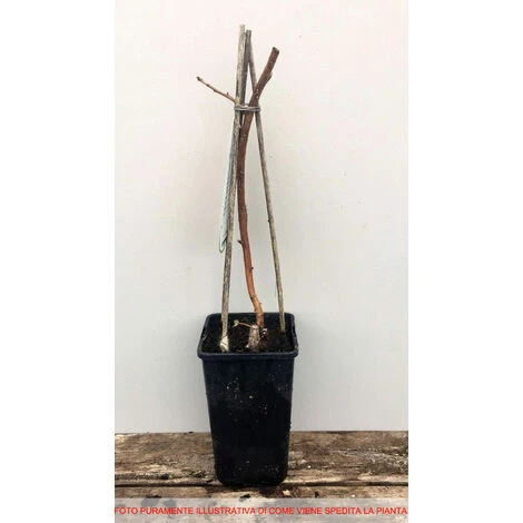 HÉRITAGE FRAMBOISE ROUGE (1 PLANTE) 2 HÉRITAGE FRAMBOISE ROUGE (1 PLANTE) – Image 2