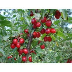 CORNEL CORNUS MAS (1 PLANTE)