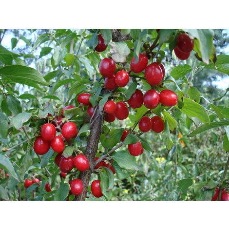 CORNEL CORNUS MAS (1 PLANTE) 1 CORNEL CORNUS MAS (1 PLANTE)