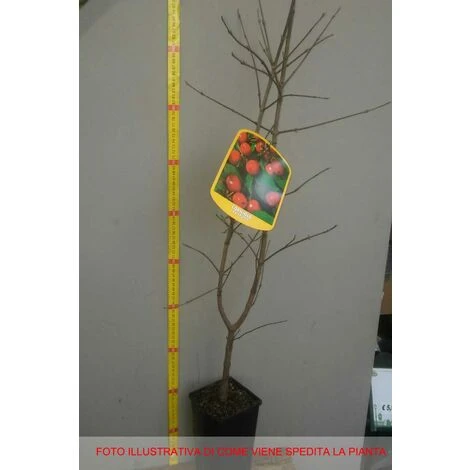 CORNEL CORNUS MAS (1 PLANTE) 2 CORNEL CORNUS MAS (1 PLANTE) – Image 2