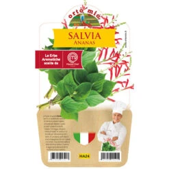 1 PLANTE DE SAUGE ANANAS VASE 14CM MASTERCHEF ORTHOMIUM