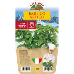 1 PLANTE DE BASILIC ARCTIQUE 14CM POT MASTERCHEF