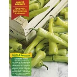 3 PLANTES EN POT Ø10CM DE PIMENT BLOND CIGARETTE