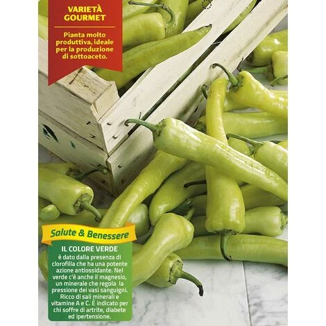 3 PLANTES EN POT Ø10CM DE PIMENT BLOND CIGARETTE 1 3 PLANTES EN POT Ø10CM DE PIMENT BLOND CIGARETTE