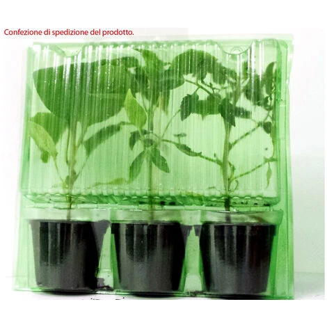 3 PLANTES EN POT Ø10CM DE PIMENT BLOND CIGARETTE 2 3 PLANTES EN POT Ø10CM DE PIMENT BLOND CIGARETTE – Image 2