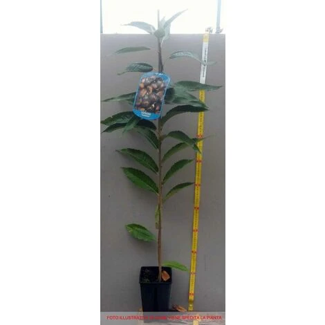 CHÂTAIGNIER BOUCHE DE BETIZAC (1 PLANTE) 2 CHÂTAIGNIER BOUCHE DE BETIZAC (1 PLANTE) – Image 2
