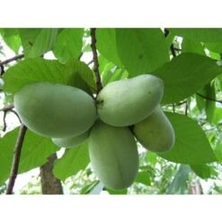 ASIMINA TRILOBA NORTHERN BANANA (1 PLANTE)