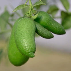 GREEN CAVIAR CITRON DOIGT CITRON VERT EN POT 20CM