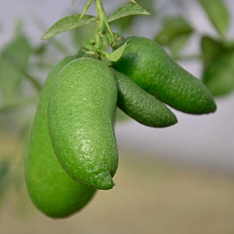 GREEN CAVIAR CITRON DOIGT CITRON VERT EN POT 20CM 1 GREEN CAVIAR CITRON DOIGT CITRON VERT EN POT 20CM