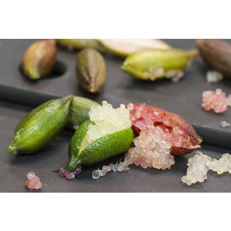 GREEN CAVIAR CITRON DOIGT CITRON VERT EN POT 20CM 2 GREEN CAVIAR CITRON DOIGT CITRON VERT EN POT 20CM â Image 2