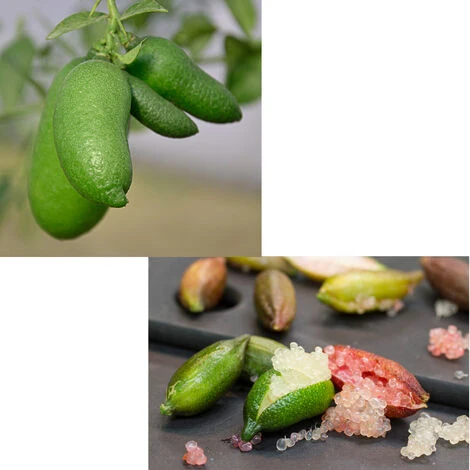 GREEN CAVIAR CITRON DOIGT CITRON VERT EN POT 20CM 3 GREEN CAVIAR CITRON DOIGT CITRON VERT EN POT 20CM â Image 3