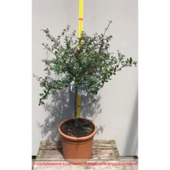 GREEN CAVIAR CITRON DOIGT CITRON VERT EN POT 20CM 7 GREEN CAVIAR CITRON DOIGT CITRON VERT EN POT 20CM -Bostikhost Magasin 95162379 4