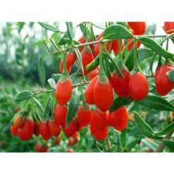 GOJI ORIGINAL TIBÉTAIN (1 PLANTE)