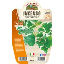 1 PLANTE D'ENCENS ORTOMIO