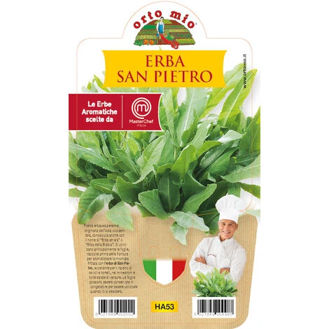 1ER VASE PLANTE AUX HERBES DE PIERRE 14CM MASTERCHEF ORTOMIO 1 1ER VASE PLANTE AUX HERBES DE PIERRE 14CM MASTERCHEF ORTOMIO