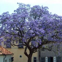 PAULOWNIA TOMENTOSA (1 PLANTE)