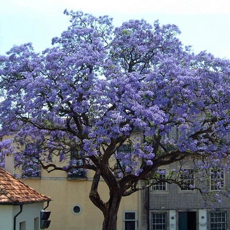 PAULOWNIA TOMENTOSA (1 PLANTE) 1 PAULOWNIA TOMENTOSA (1 PLANTE)