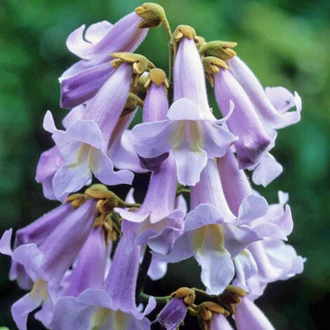 PAULOWNIA TOMENTOSA (1 PLANTE) 2 PAULOWNIA TOMENTOSA (1 PLANTE) – Image 2