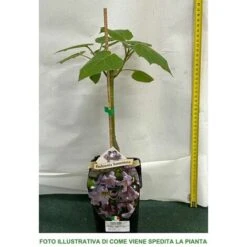 PAULOWNIA TOMENTOSA (1 PLANTE) 5 PAULOWNIA TOMENTOSA (1 PLANTE) -Bostikhost Magasin 95169702 3