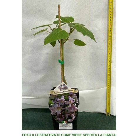 PAULOWNIA TOMENTOSA (1 PLANTE) 3 PAULOWNIA TOMENTOSA (1 PLANTE) – Image 3