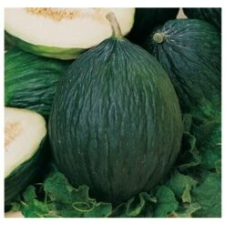 3 PLANTES EN POT Ø10CM DE MELON VERT