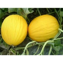 3 PLANTES EN POT Ø10CM DE MELON JAUNE