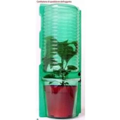 PLANT DE TOMATE CŒUR DE LIGURE ROSE GREFFÉ (EN POT DE 14CM) -Bostikhost Magasin 95363633 2