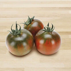 3 PLANTES EN POT Ø10CM DE TOMATE NOIRE TYPE CAMONE SARDO FIFTH TASTE