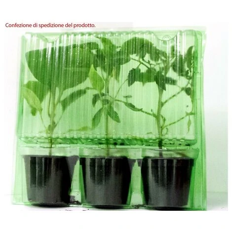 3 PLANTES EN POT Ø10CM DE TOMATE NOIRE TYPE CAMONE SARDO FIFTH TASTE 2 3 PLANTES EN POT Ø10CM DE TOMATE NOIRE TYPE CAMONE SARDO FIFTH TASTE – Image 2