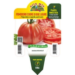 PLANT DE TOMATE LIGURIAN CŒUR GREFFÉ (EN POT Ø14CM)