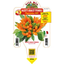 STROMBOLI PIMENT PLANT ORANGE BOUQUET (EN POT Ø 14CM)