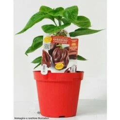 STROMBOLI PIMENT PLANT ORANGE BOUQUET (EN POT Ø 14CM) -Bostikhost Magasin 95863467 3
