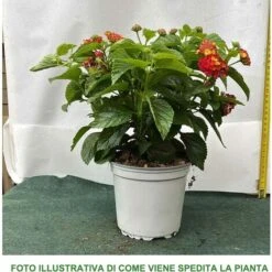 LANTANA CAMARA COLORE ASSORTITO VASO 19CM