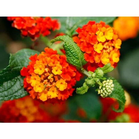 LANTANA CAMARA COLORE ASSORTITO VASO 19CM 2 LANTANA CAMARA COLORE ASSORTITO VASO 19CM â Image 2