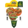PLANT DE TOMATE SARDE GREFFEE (EN POT Ø14CM)