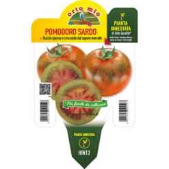 PLANT DE TOMATE SARDE GREFFEE (EN POT Ø14CM)