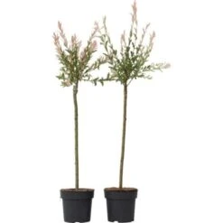 Salix 'Flamingo' - Set De 2 - Saule Crevette - Pot 21cm - Hauteur 110-120cm